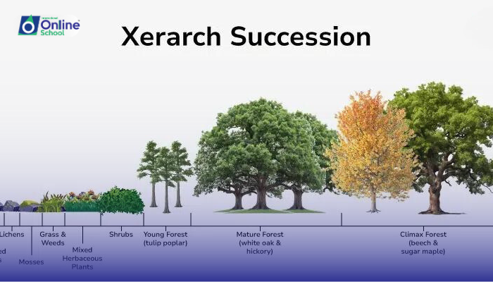 Lesson 10: Explanation of Xerarch Succession on a Bare Rock